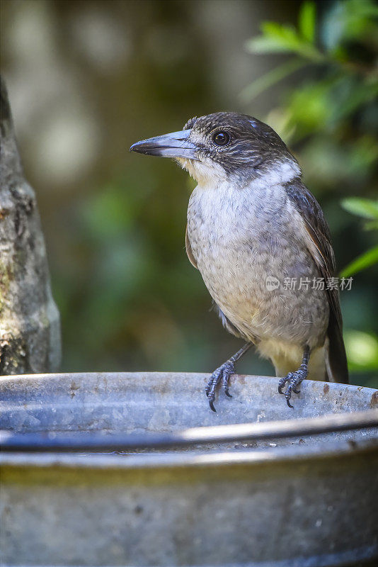 幼灰伯劳鸟(Cracticus torquatus)